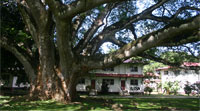 ILISA's schoolbuilding under beautiful tree